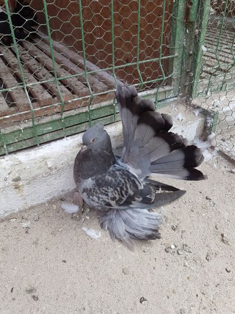  - 8___-PERSOANE CU CARE AM COLABORAT- VANZARI