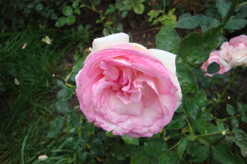  - Biedermeier Garden