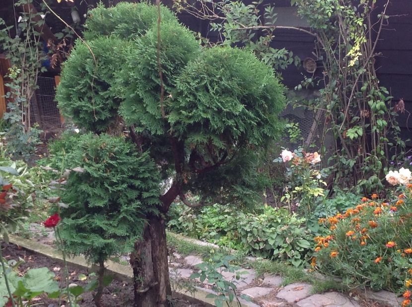  - Thuja occidentalis