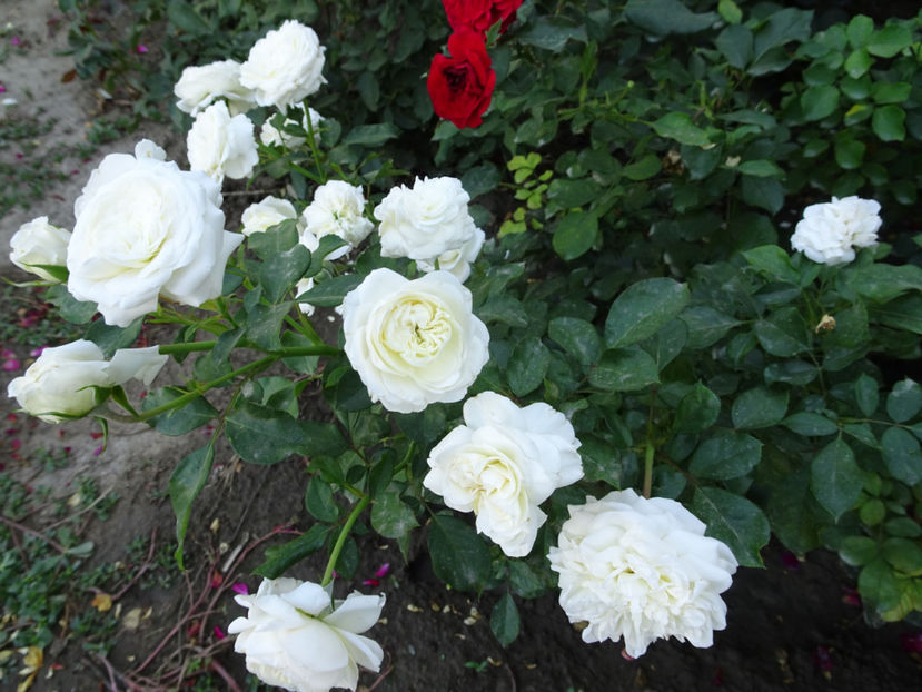 14 sept. - Ledreborg Castle