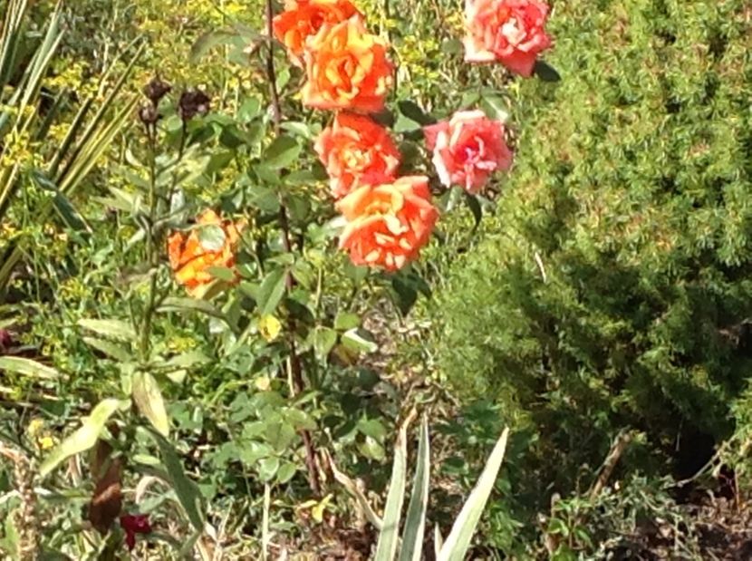  - GGG TTrandafiri Mosie 2017