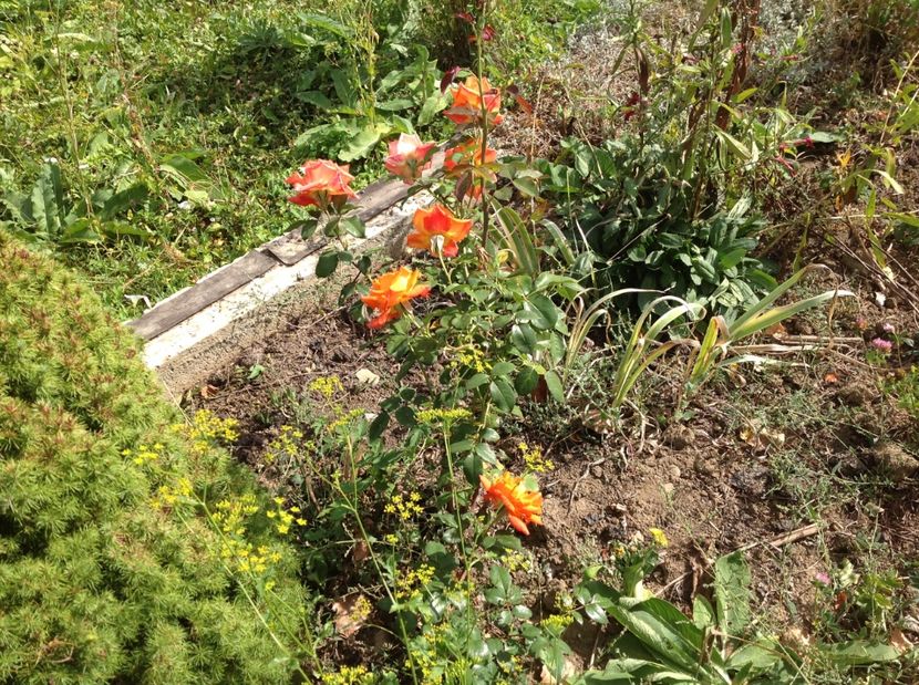  - GGG TTrandafiri Mosie 2017