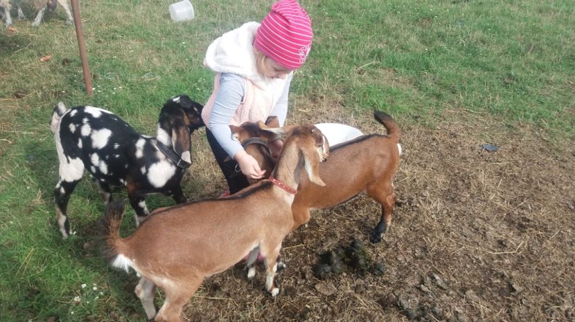  - Nubiai kecske - angol nubian capra