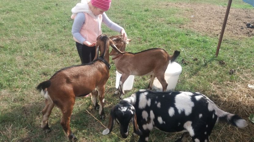  - Nubiai kecske - angol nubian capra