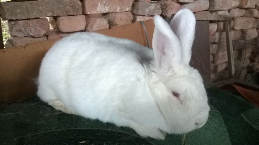  - 03 NEOZEELANDEZ ALB