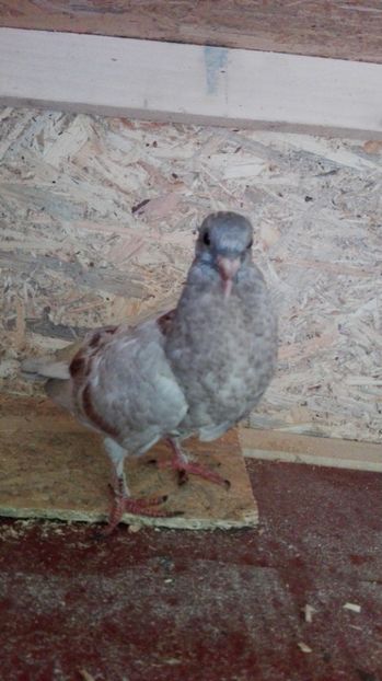  - Evoluția unui pui de porumbel metis de tackla și voiajor