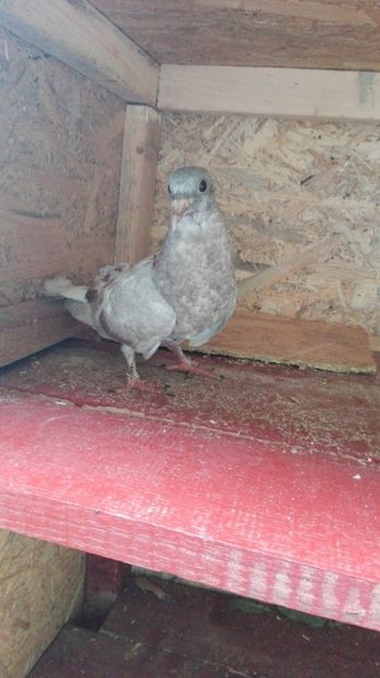  - Evoluția unui pui de porumbel metis de tackla și voiajor