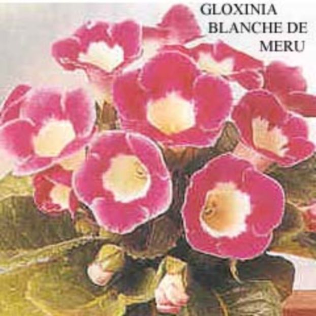 Gloxinia_BLANCHE_DE_MERU  = gasita - Gloxinii pe care doresc sa le recuperez