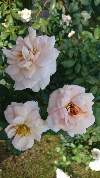  - Uetersener klosterrose- urcator