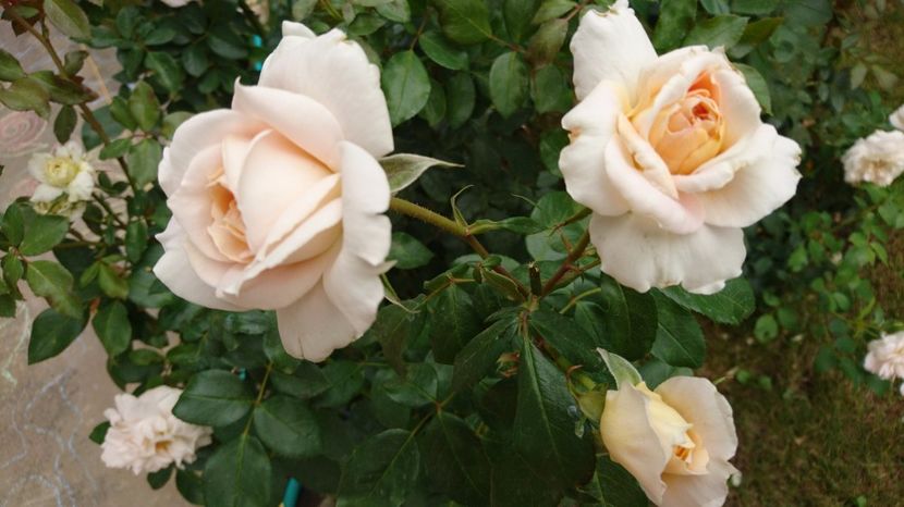  - Uetersener klosterrose- urcator