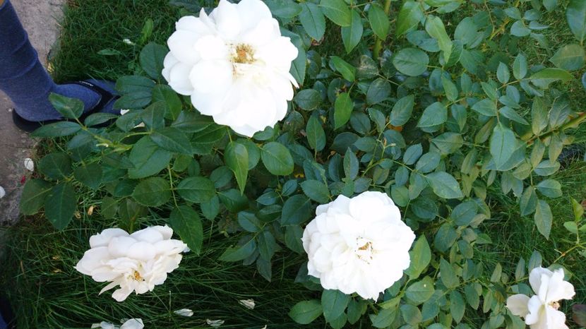  - Uetersener klosterrose- urcator