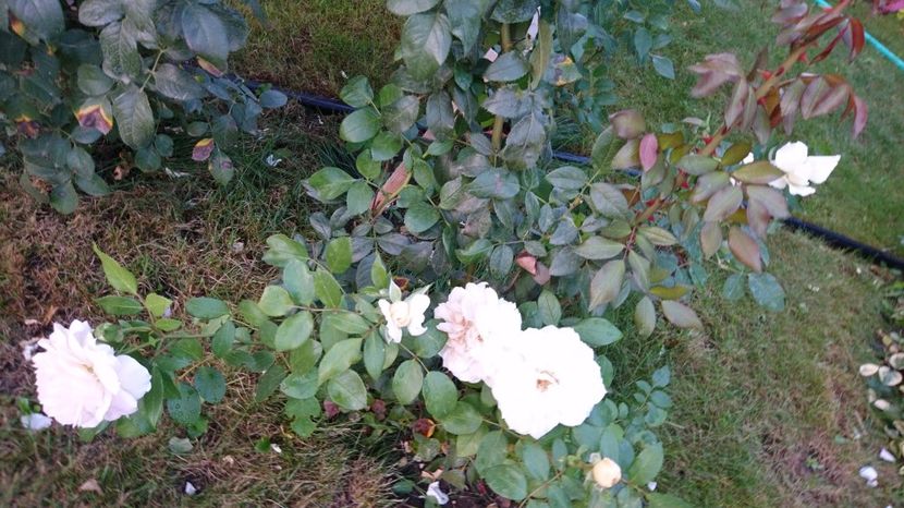  - Uetersener klosterrose- urcator