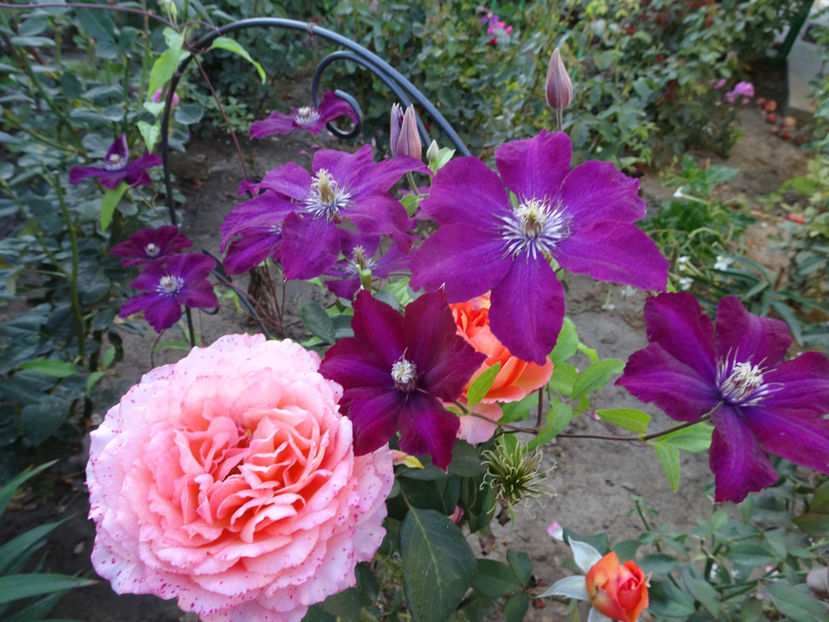 22 sept. - CLEMATITE DUPA TUNDEREA DIN VARA