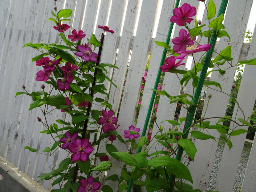 22 sept. - CLEMATITE DUPA TUNDEREA DIN VARA