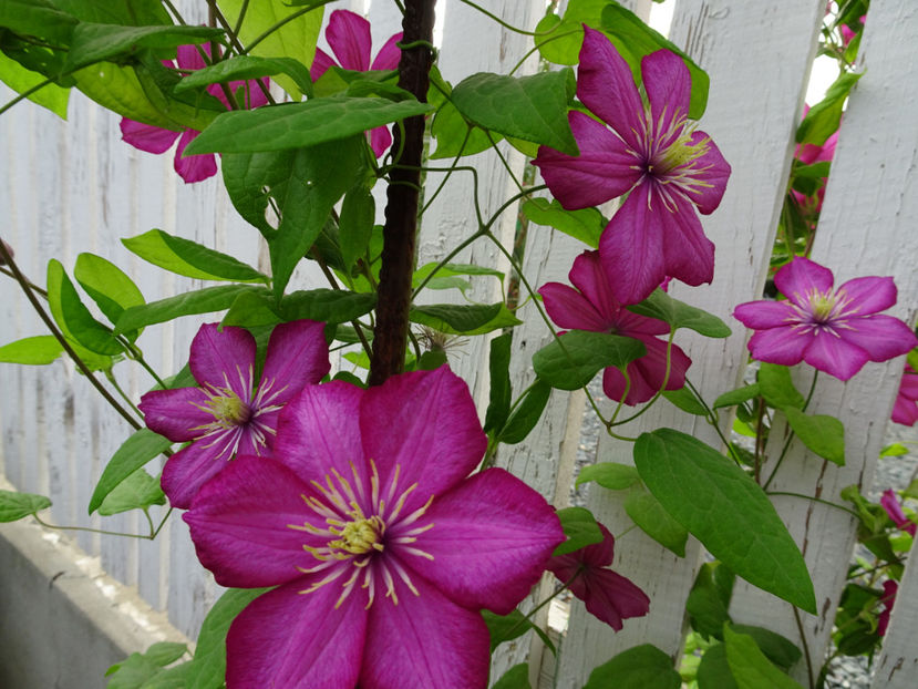 A iesit... - CLEMATITE DUPA TUNDEREA DIN VARA