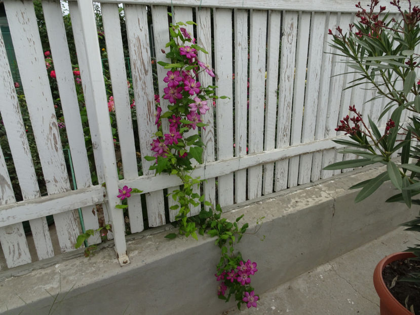 printre scandurile... - CLEMATITE DUPA TUNDEREA DIN VARA