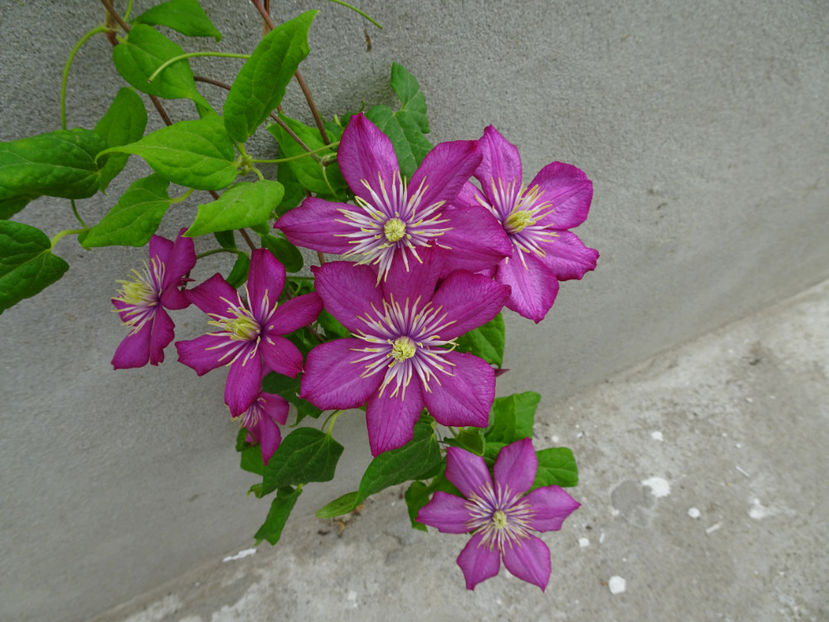 22 sept. - CLEMATITE DUPA TUNDEREA DIN VARA