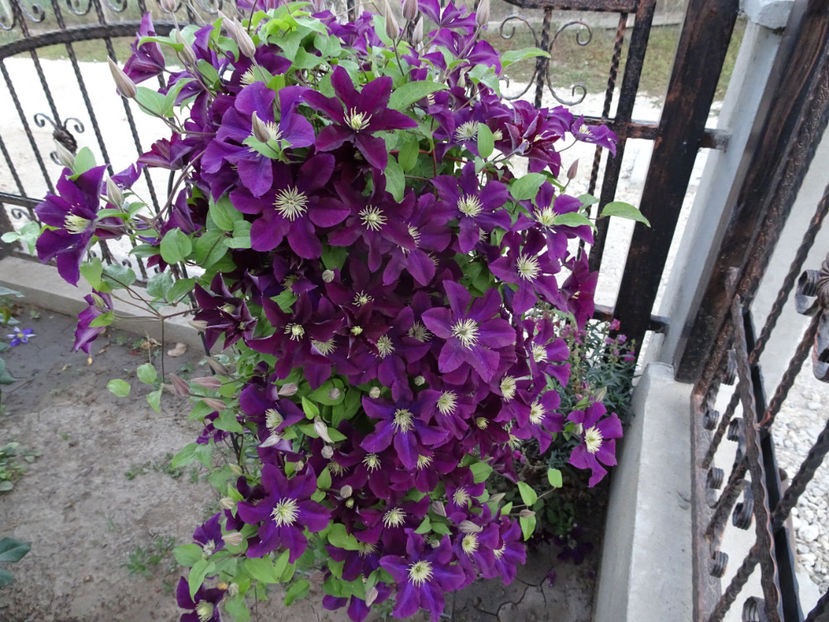 22 sept. - CLEMATITE DUPA TUNDEREA DIN VARA