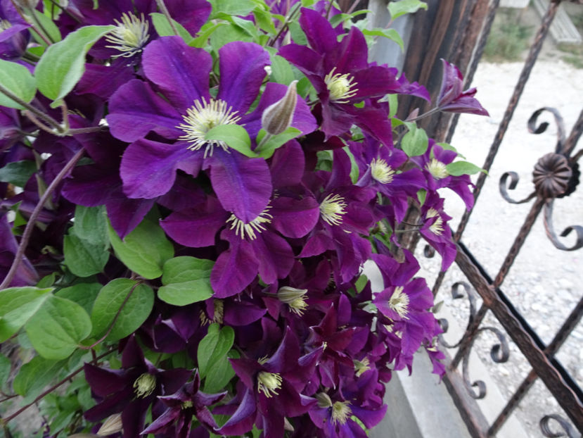 22 sept. - CLEMATITE DUPA TUNDEREA DIN VARA