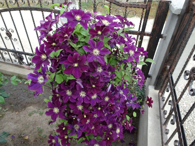 22 sept. - CLEMATITE DUPA TUNDEREA DIN VARA