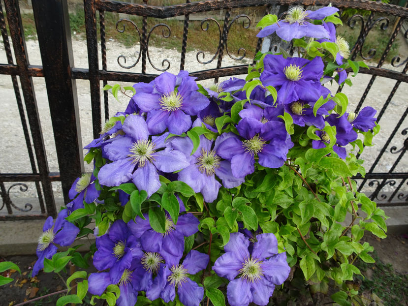 22 sept. - CLEMATITE DUPA TUNDEREA DIN VARA