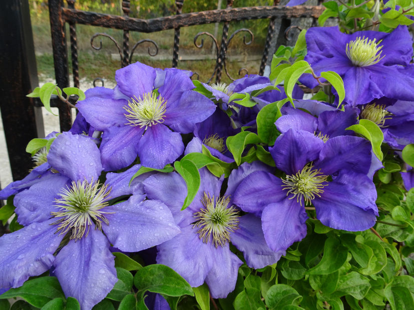 22 sept. - CLEMATITE DUPA TUNDEREA DIN VARA