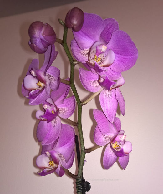 orhidee valynedelcu@yahoo.com 0140 - orhidee