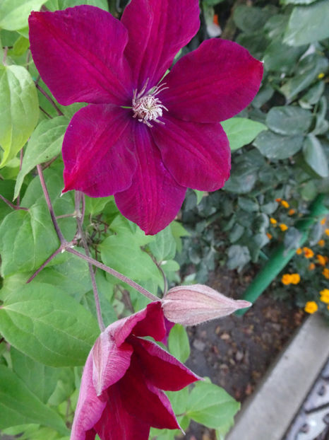 22 sept. - CLEMATITE DUPA TUNDEREA DIN VARA