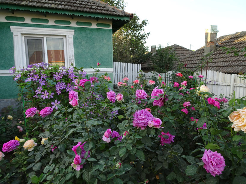 22 sept. - CLEMATITE DUPA TUNDEREA DIN VARA