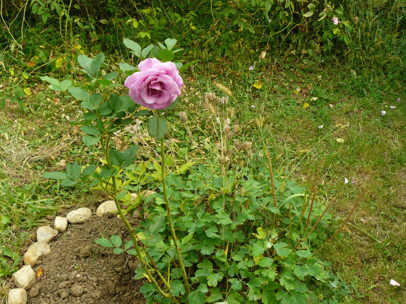 Poate Violet Parfume ?? Trebuia sa fie Ebb Tide ( gradina Maxx) - 2017_Septembrie-Octombrie