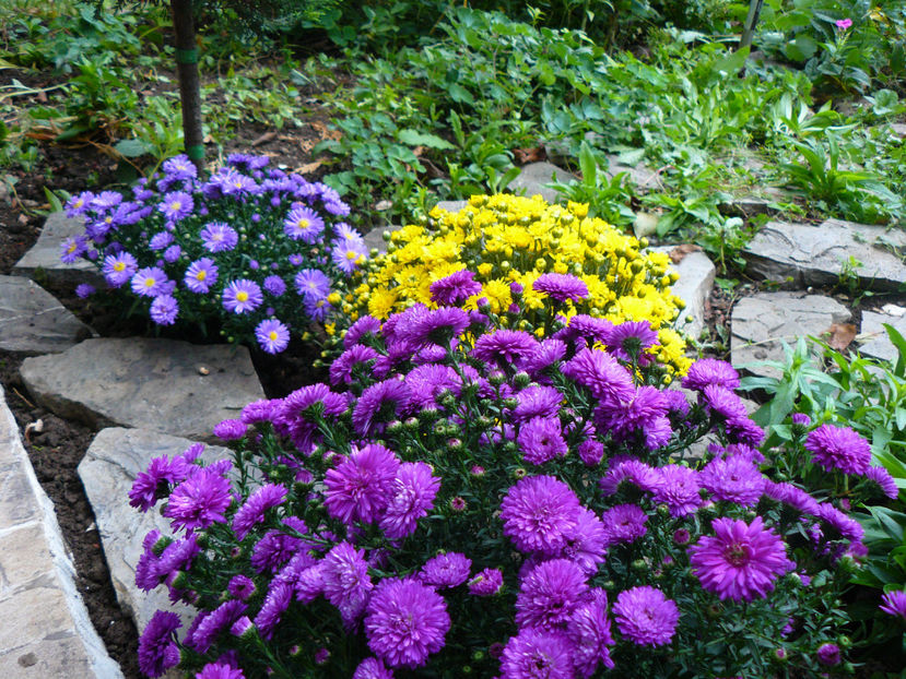 Blue Lapis si Purple Magic - Aster