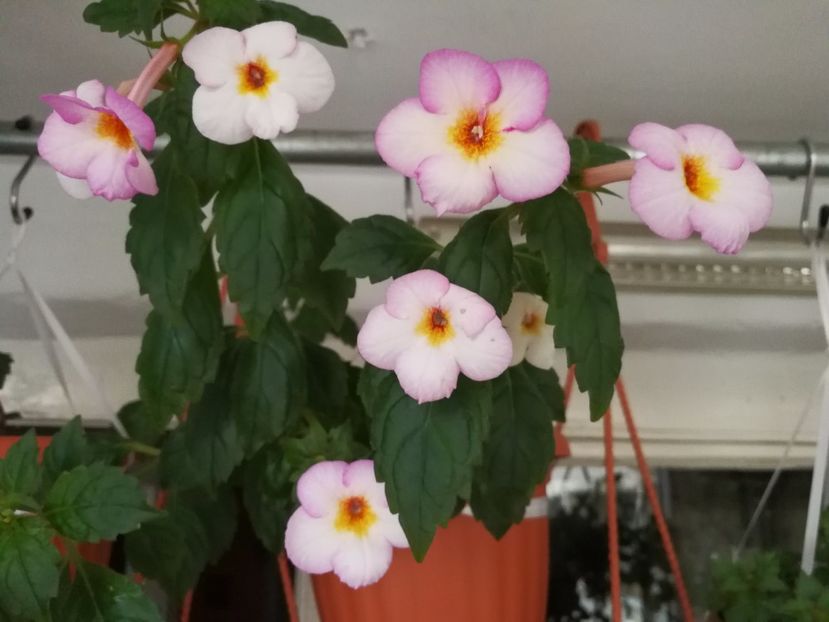 - Achimenes 2017