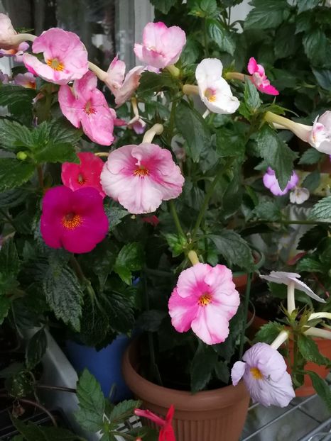  - Achimenes 2017