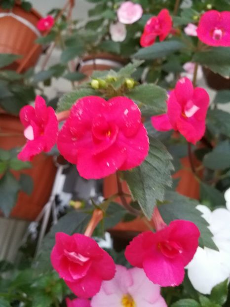  - Achimenes 2017