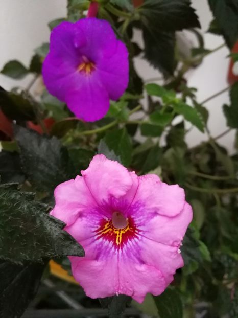  - Achimenes 2017