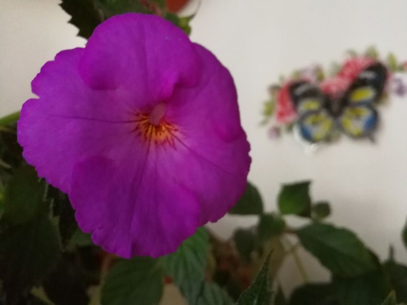  - Achimenes 2017