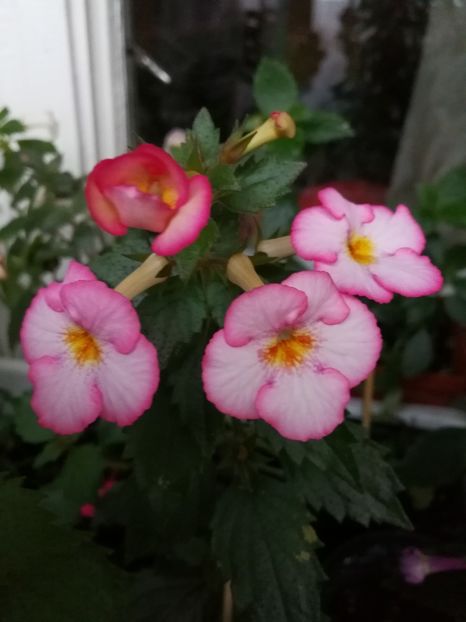  - Achimenes 2017