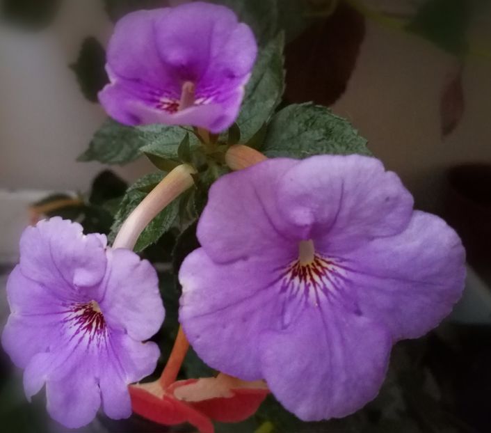  - Achimenes 2017