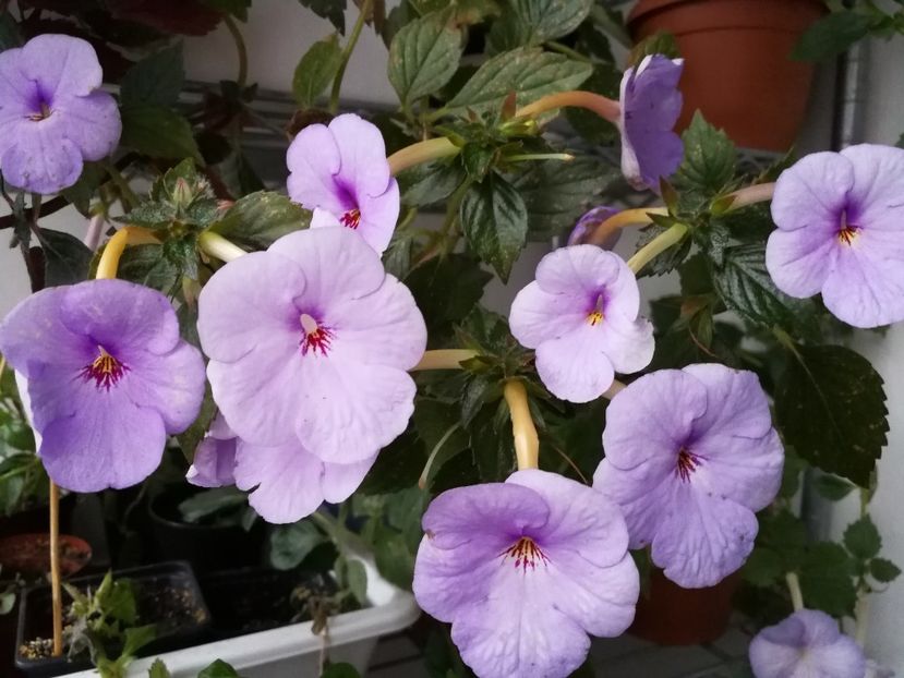  - Achimenes 2017