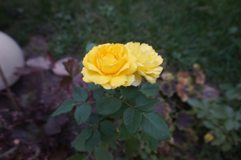  - Smooth Buttercup