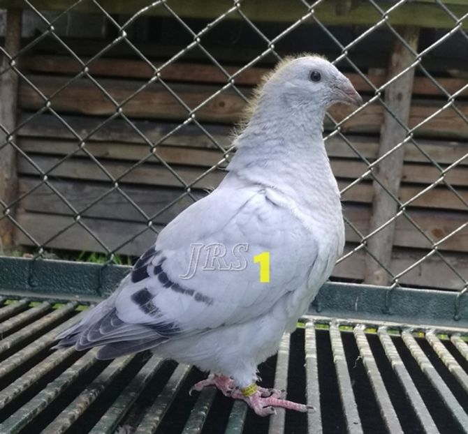 ARCHIWUM - RO PL coop 3th generation