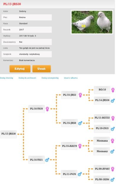 PL/17-JRS 30 - b- SAMICZKI-Females