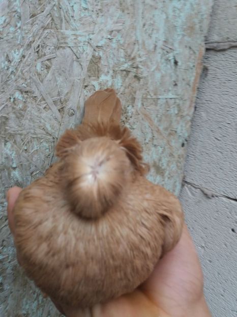  - D 4 JUCATORI DE BOTOSANI UNICOLORI GALBENI