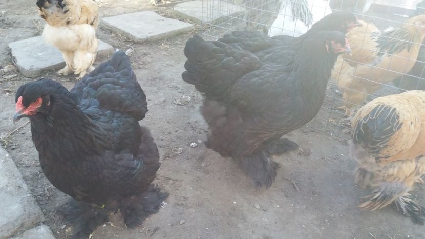  - Brahma Varietăţii pt 2018