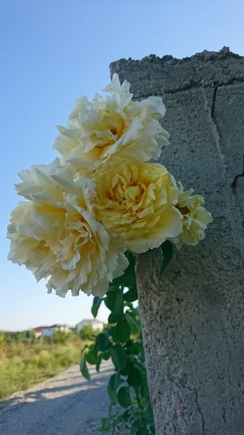  - Cyrano de Bergerac