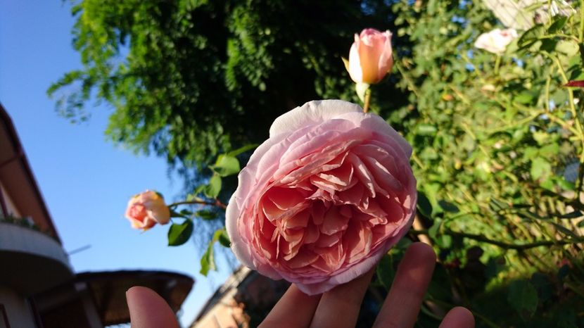 - Abraham Darby