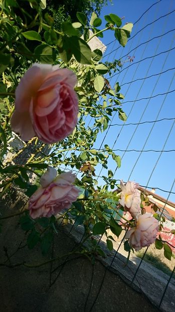  - Abraham Darby