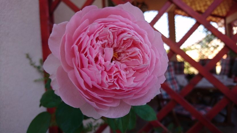  - Alnwick castle rose