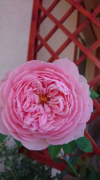  - Alnwick castle rose