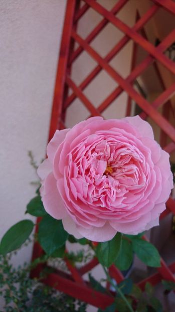  - Alnwick castle rose